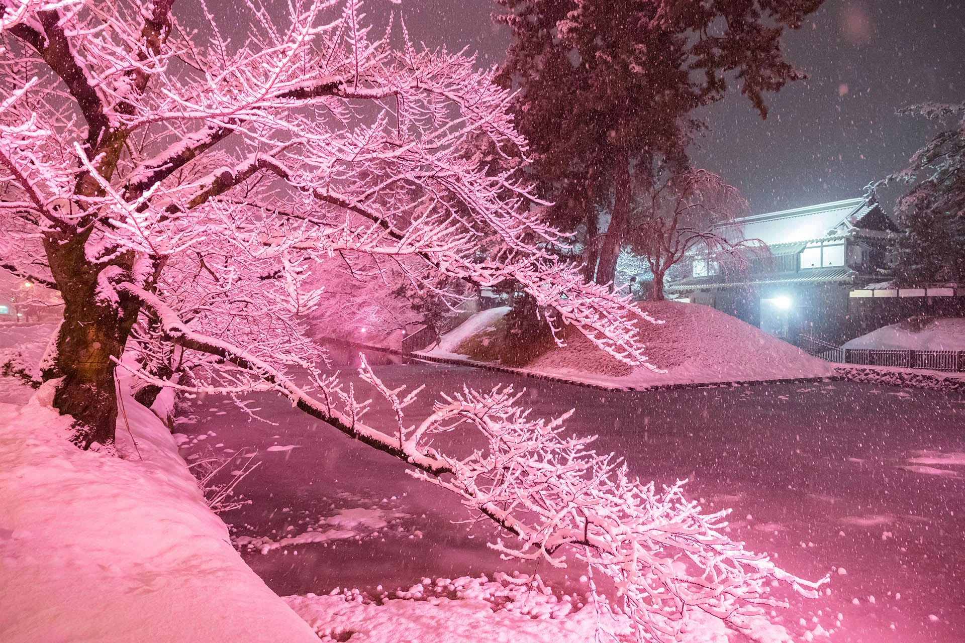 冬に咲くさくらライトアップ】弘前の冬に咲く満開の桜をご紹介